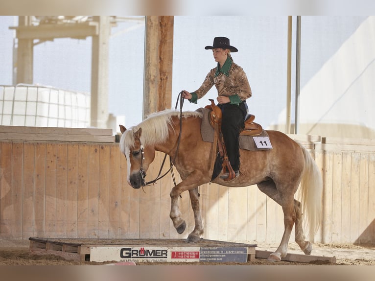 Haflinger Jument 16 Ans 147 cm Palomino in Kitzbühel