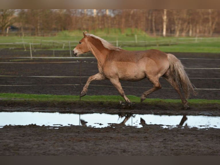 Haflinger Jument 16 Ans 148 cm Alezan in Westerstede