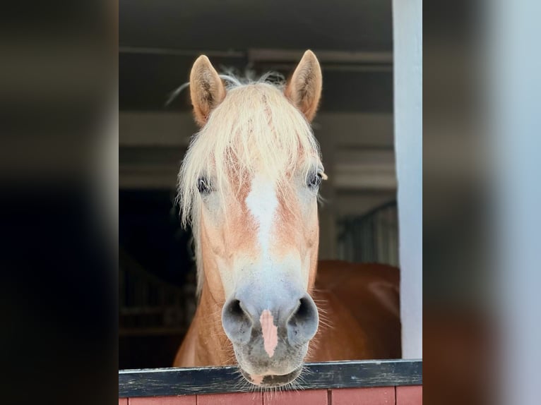 Haflinger Jument 16 Ans 150 cm Alezan in Gossersweiler
