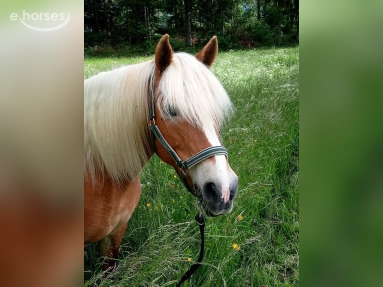 Haflinger Jument 16 Ans 150 cm Champagne in St. Stefan Im Gailtal