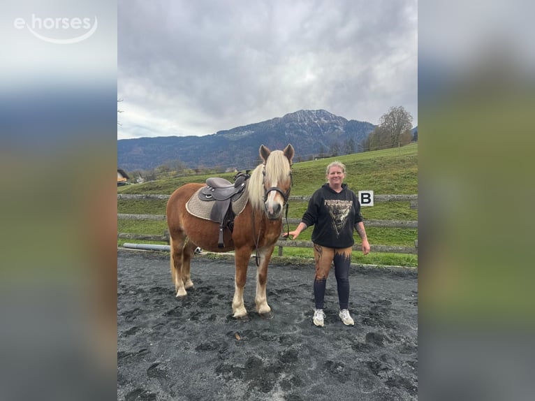 Haflinger Jument 16 Ans 150 cm Champagne in St. Stefan Im Gailtal