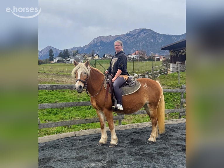 Haflinger Jument 16 Ans 150 cm Champagne in St. Stefan Im Gailtal
