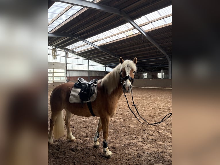 Haflinger Jument 16 Ans 150 cm  in Friesoythe