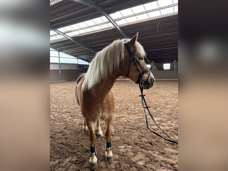 Haflinger Jument 16 Ans 150 cm  in Friesoythe