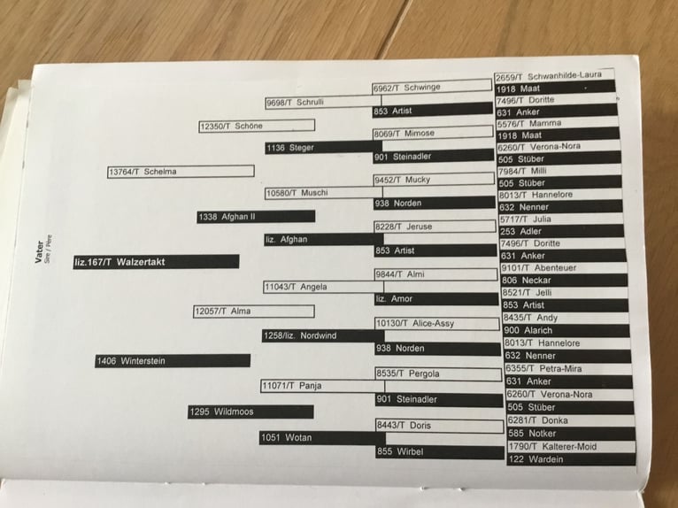 Haflinger Jument 16 Ans 150 cm  in Friesoythe