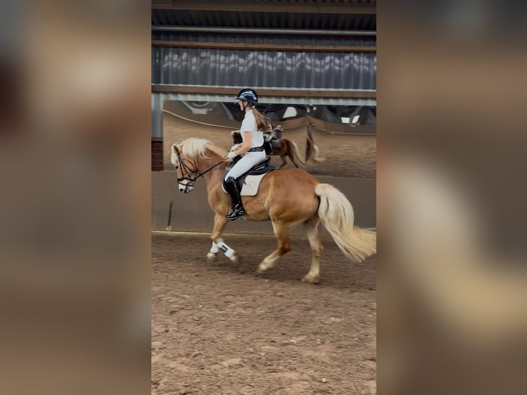 Haflinger Jument 16 Ans 150 cm  in Friesoythe