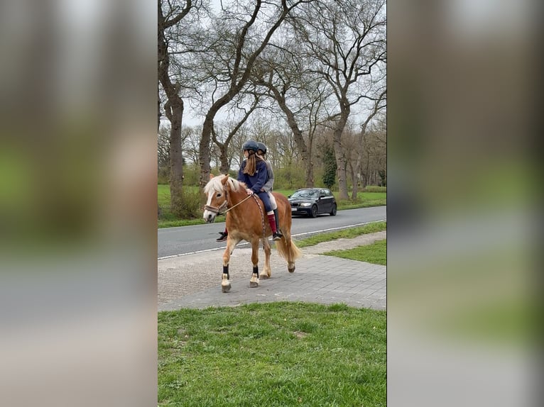 Haflinger Jument 16 Ans 150 cm  in Friesoythe