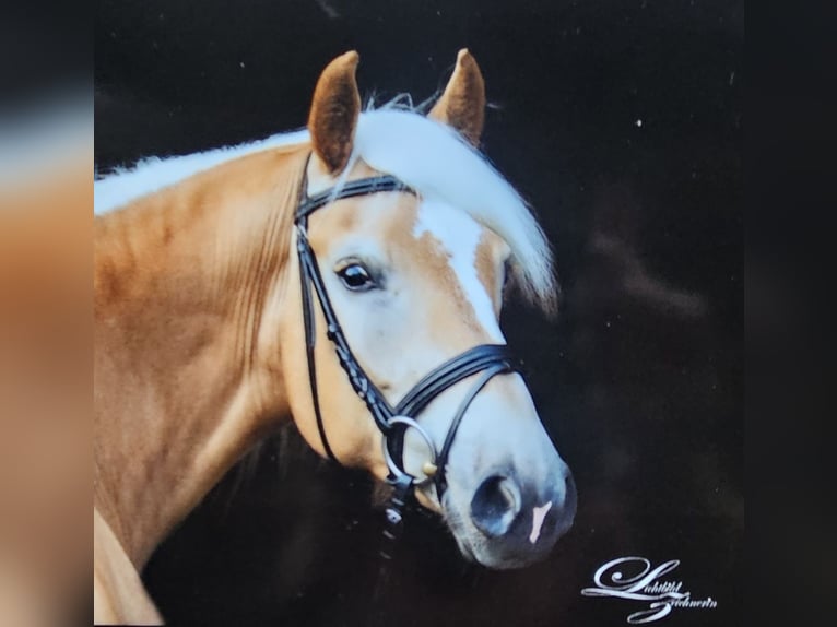 Haflinger Jument 16 Ans 151 cm Alezan in Meinersen/ Päse