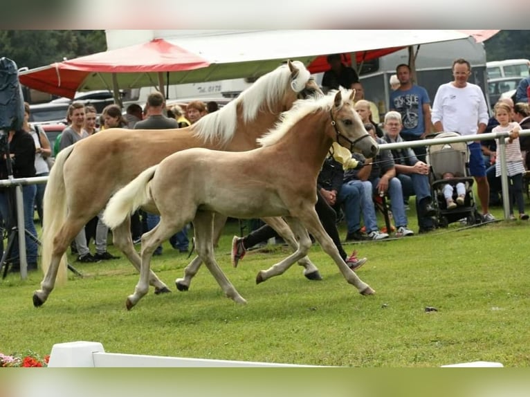Haflinger Jument 16 Ans 151 cm Alezan in Meinersen/ Päse