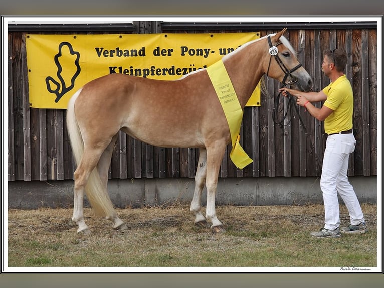 Haflinger Jument 16 Ans 151 cm Alezan in Meinersen/ Päse