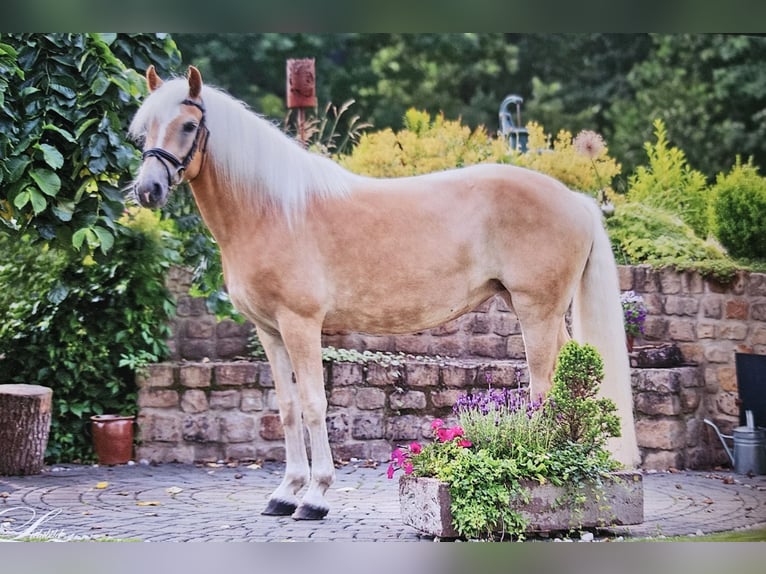 Haflinger Jument 16 Ans 151 cm Alezan in Meinersen/ Päse