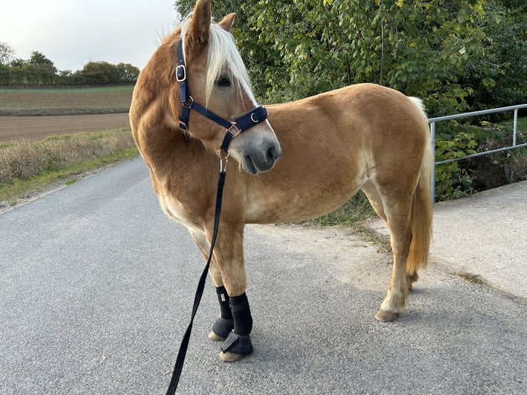 Haflinger Jument 17 Ans 150 cm Alezan in Obernbreit