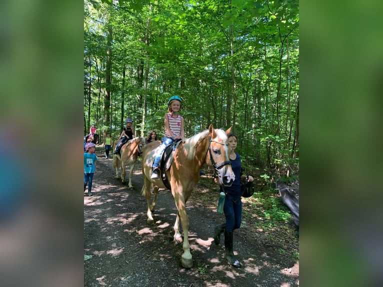 Haflinger Jument 17 Ans 152 cm Palomino in Quirnbach