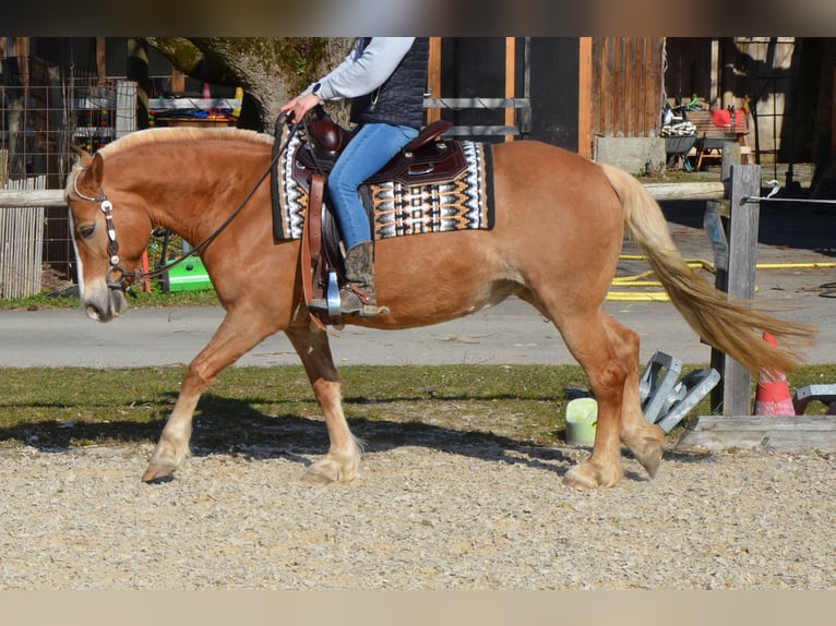 Haflinger Jument 18 Ans 141 cm Alezan in Leutkirch im Allgäu