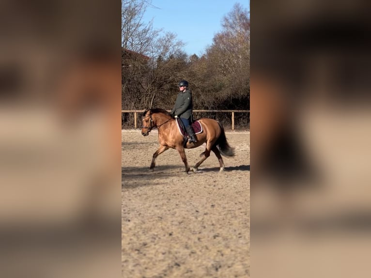Haflinger Croisé Jument 18 Ans 145 cm Isabelle in Unterf&#xF6;hring