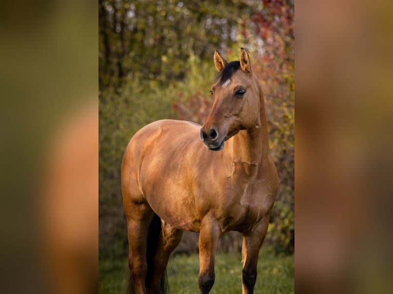 Haflinger Croisé Jument 18 Ans 145 cm Isabelle in Unterf&#xF6;hring