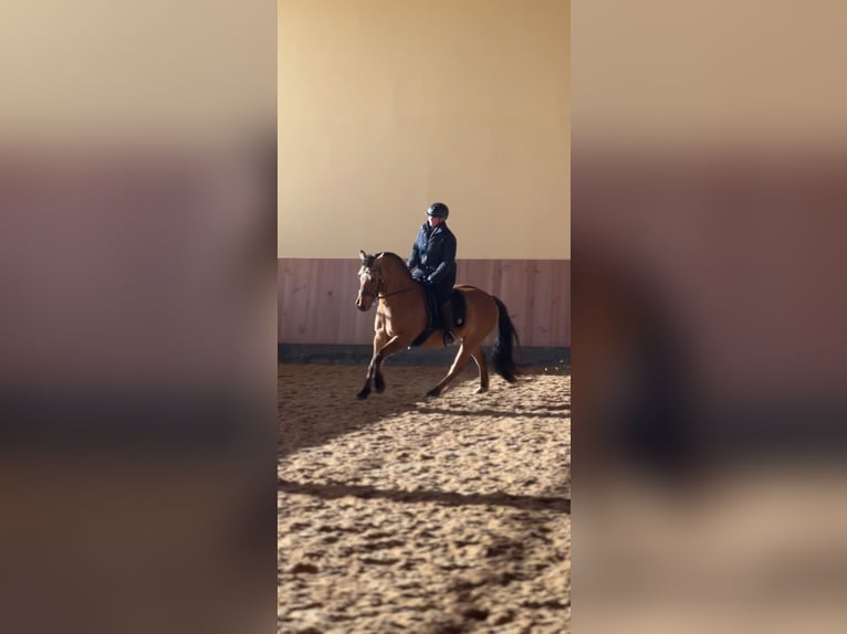 Haflinger Croisé Jument 18 Ans 145 cm Isabelle in Unterf&#xF6;hring