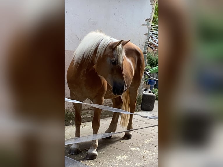 Haflinger Jument 18 Ans 147 cm Alezan in M&#xFC;nster