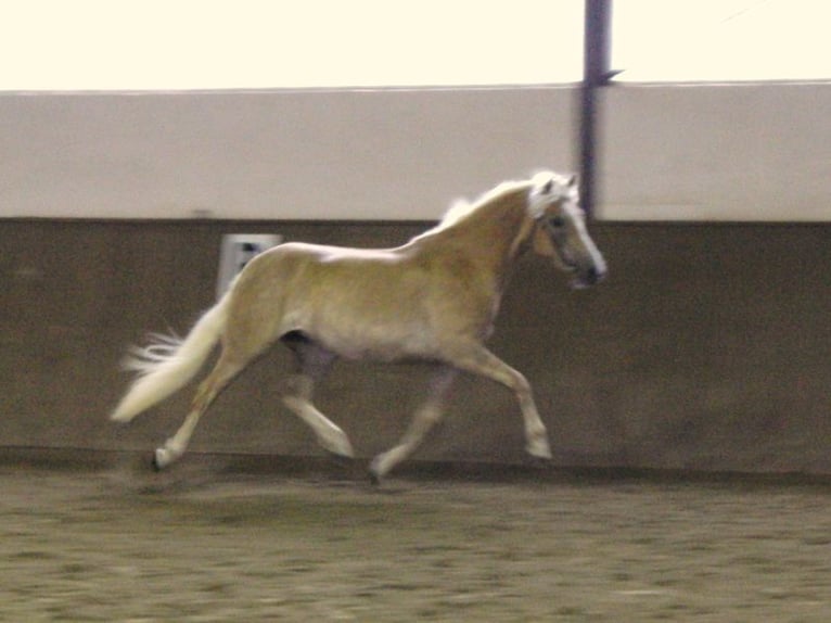 Haflinger Jument 18 Ans 150 cm  in Seedorf
