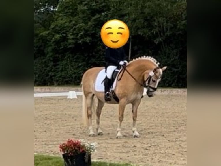 Haflinger Jument 18 Ans 152 cm Palomino in Bruchhausen-Vilsen