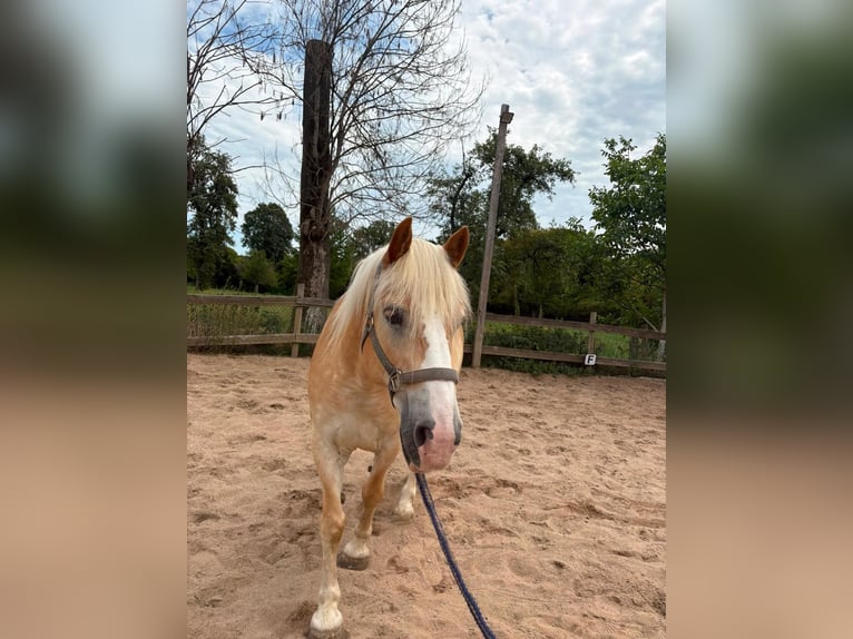 Haflinger Jument 18 Ans Isabelle in Düsseldorf
