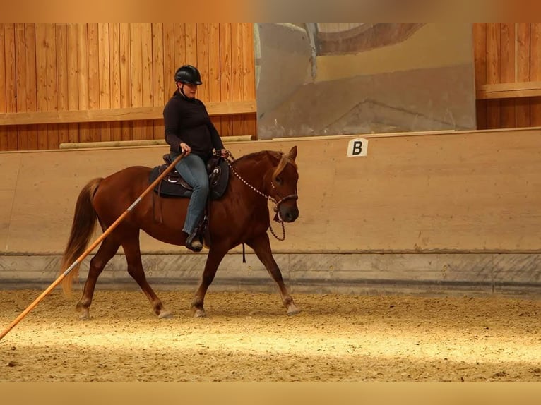 Haflinger Croisé Jument 19 Ans 143 cm Alezan in Nidderau