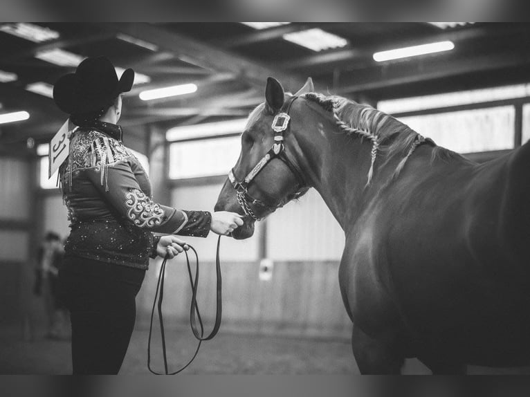 Haflinger Croisé Jument 19 Ans 143 cm Alezan in Nidderau