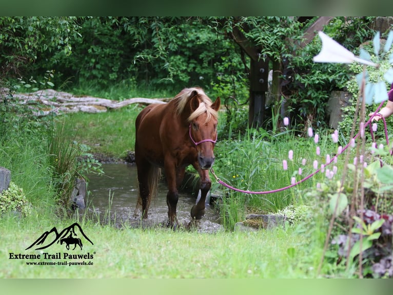 Haflinger Croisé Jument 19 Ans 143 cm Alezan in Nidderau