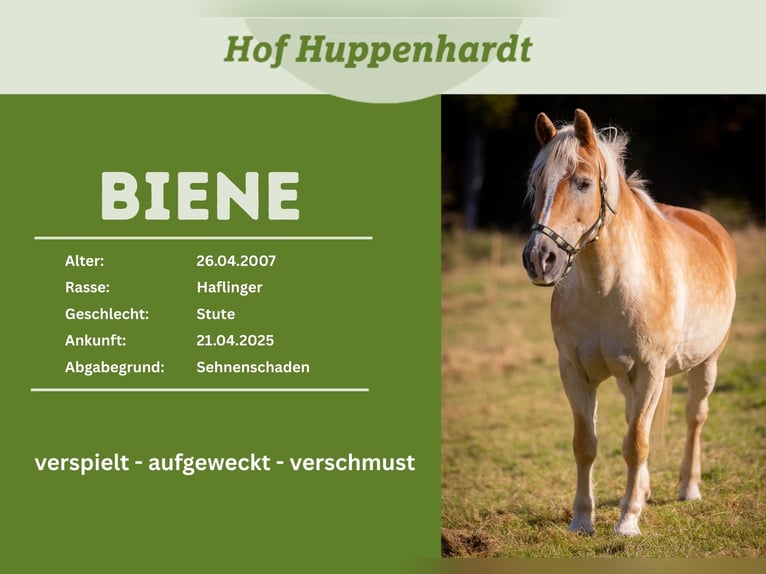 Haflinger Jument 19 Ans 147 cm Alezan in Much