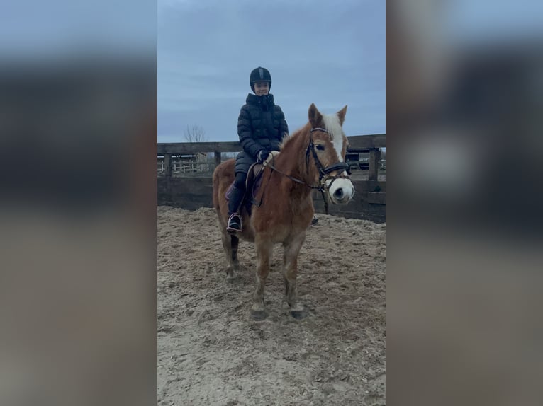 Haflinger Jument 19 Ans 147 cm Alezan in Trebbin