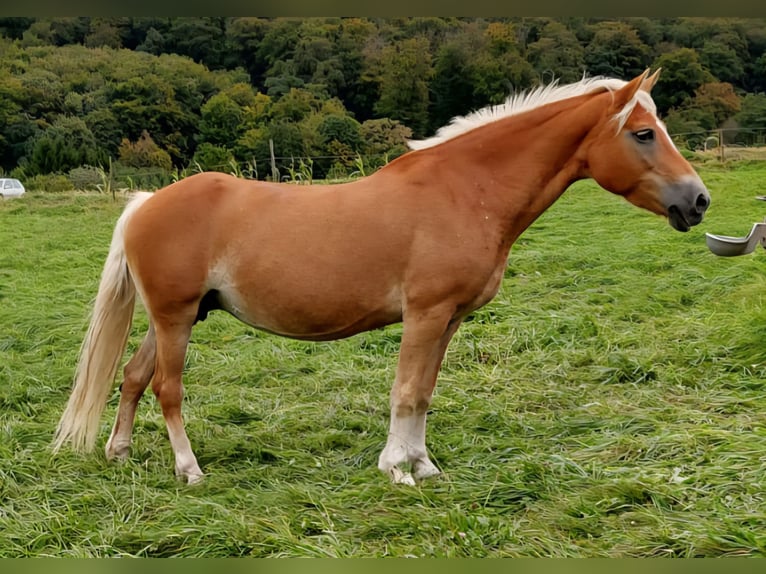 Haflinger Jument 19 Ans 152 cm Alezan in Meckenbach