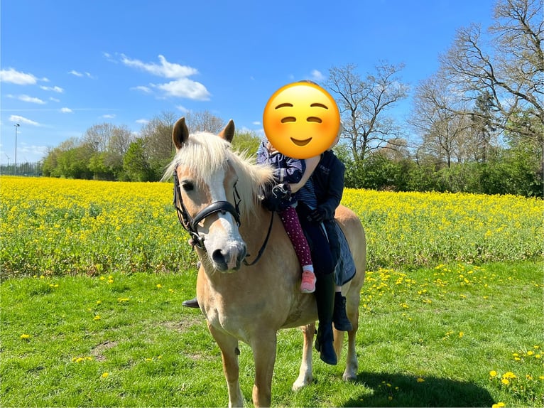 Haflinger Jument 19 Ans 152 cm Palomino in Bruchhausen-Vilsen
