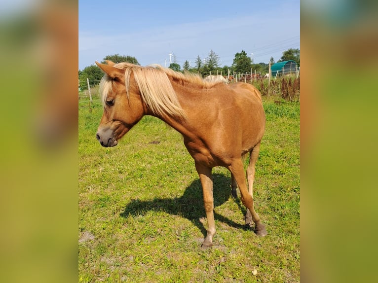 Haflinger Croisé Jument 1 Année 130 cm Alezan in Bredstedt