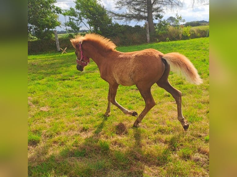 Haflinger Croisé Jument 1 Année 130 cm Alezan in Bredstedt