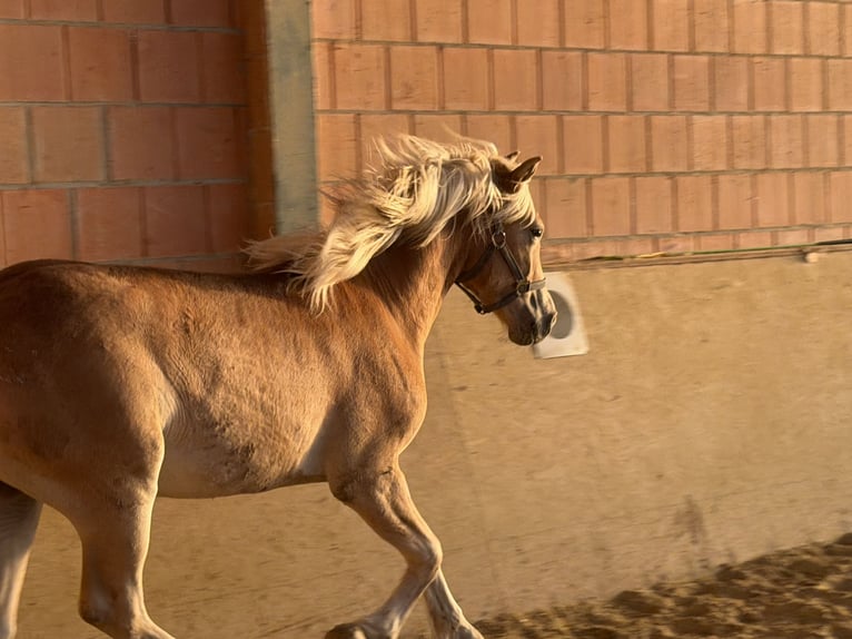Haflinger Jument 1 Année 137 cm Alezan in Bad Wünnenberg