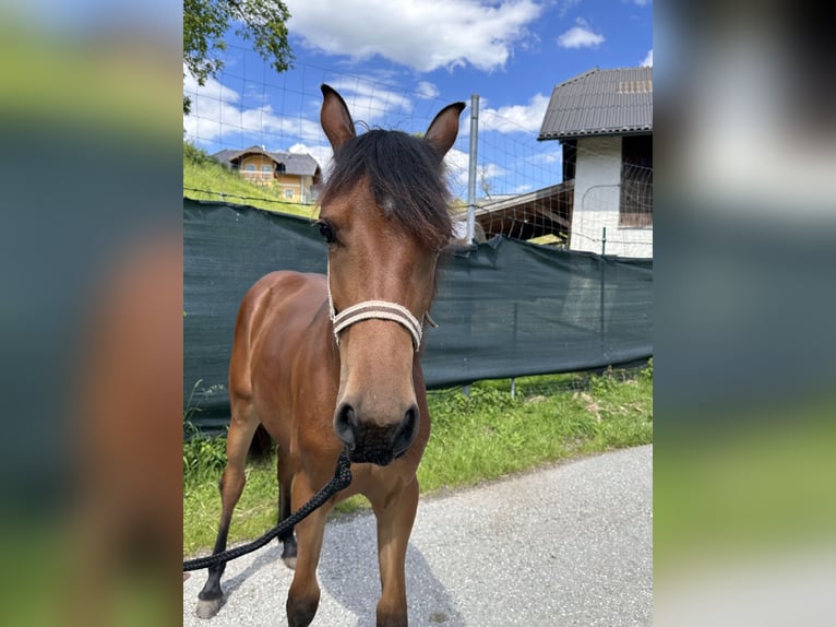 Haflinger Croisé Jument 1 Année 140 cm Bai clair in Feldkirchen bei Mattighofen