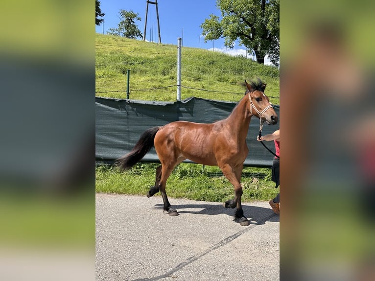 Haflinger Croisé Jument 1 Année 140 cm Bai clair in Feldkirchen bei Mattighofen