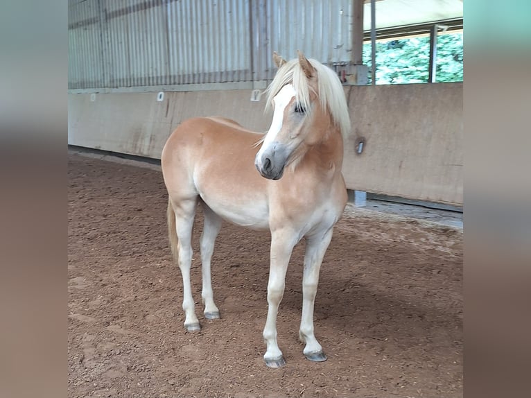 Haflinger Jument 1 Année 140 cm in Lauchheim