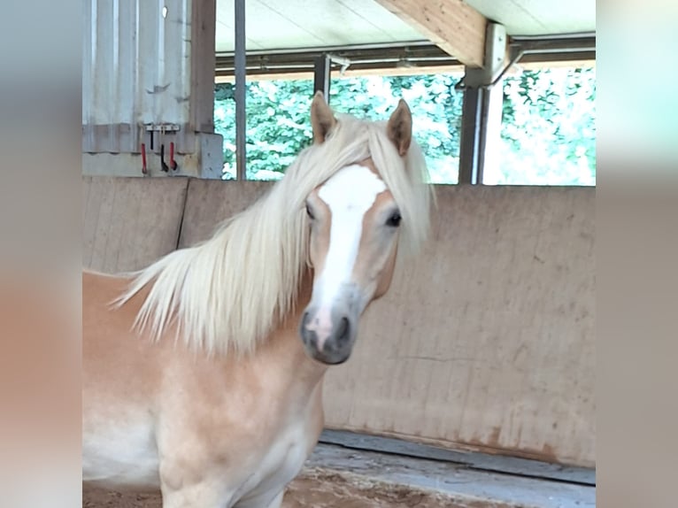 Haflinger Jument 1 Année 140 cm in Lauchheim