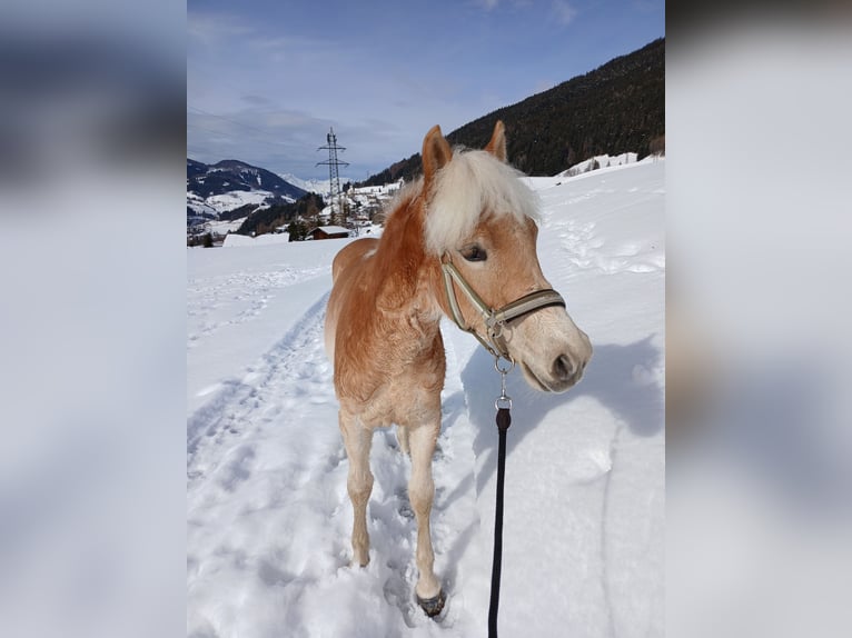 Haflinger Jument 1 Année 140 cm  in Steinach