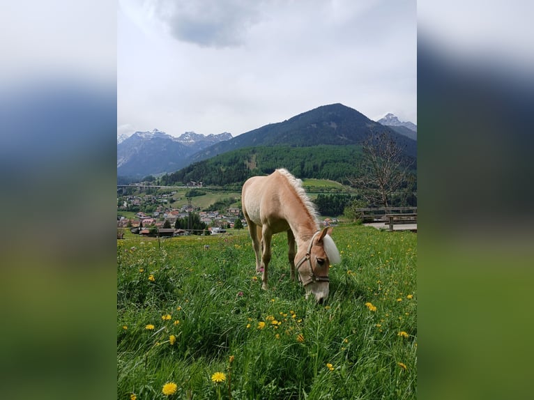 Haflinger Jument 1 Année 140 cm  in Steinach