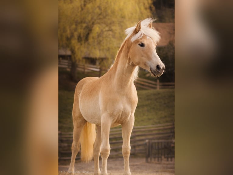 Haflinger Jument 1 Année 140 cm  in Steinach