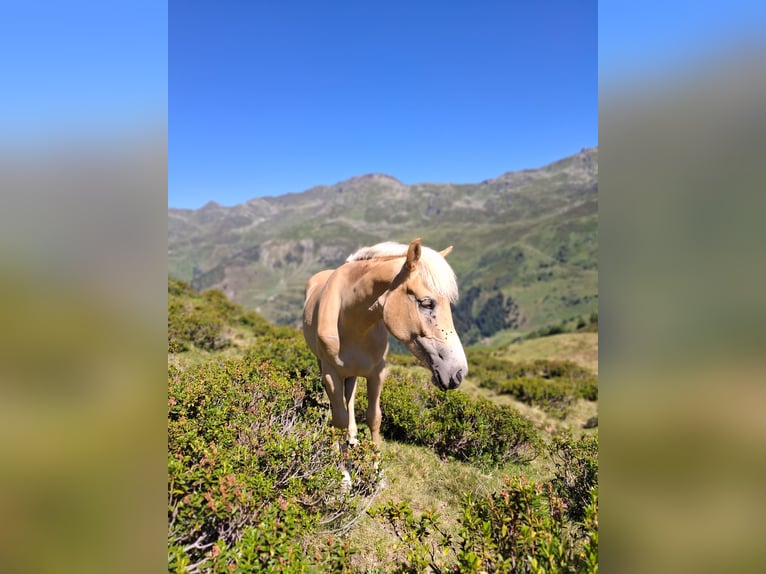Haflinger Jument 1 Année 141 cm  in Steinach am Brenner