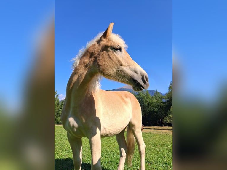 Haflinger Jument 1 Année 141 cm  in Steinach am Brenner