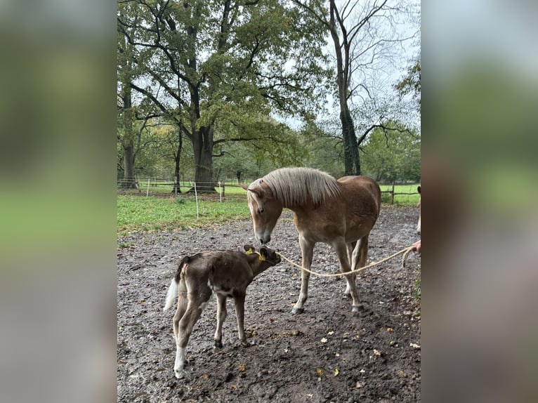 Haflinger Jument 1 Année 143 cm Alezan in Welle