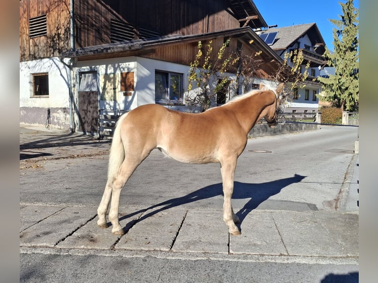 Haflinger Jument 1 Année 148 cm  in Landeck