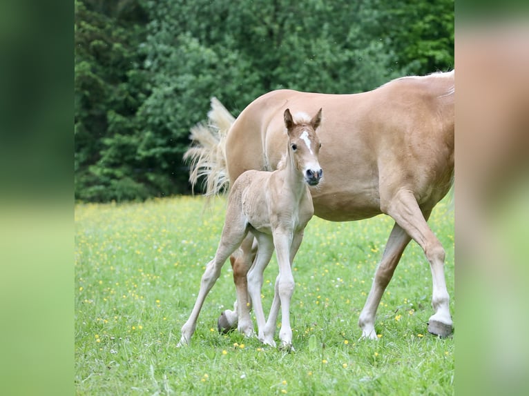 Haflinger Jument 1 Année 148 cm in Friedewald