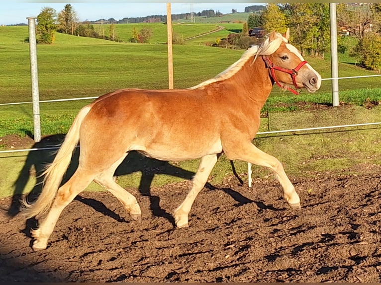 Haflinger Jument 1 Année 150 cm Alezan in Oy-Mittelberg