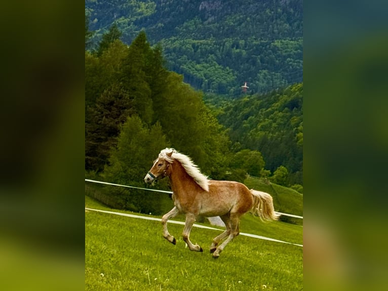 Haflinger Jument 1 Année 154 cm Alezan in Mariatal