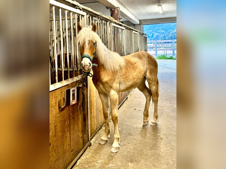 Haflinger Jument 1 Année 154 cm Alezan in Mariatal